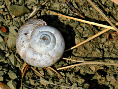Cernuella neglecta