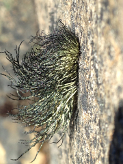 Usnea sphacelata