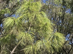 Pinus pseudostrobus