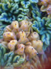 Bolax gummifera