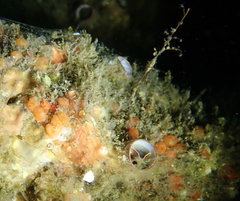 Metandrocarpa taylori