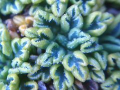 Bolax gummifera