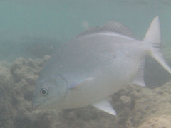 Kyphosus elegans