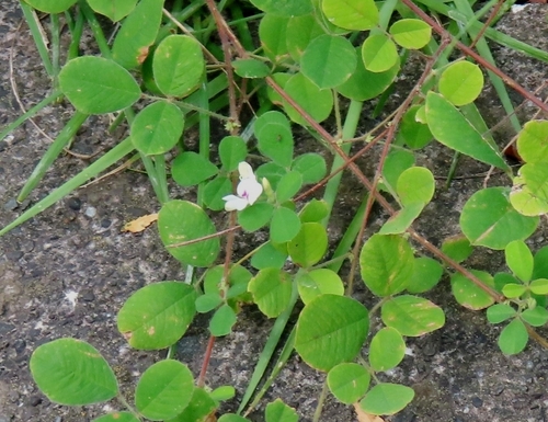 Image of Pilose Lespedeza (Lespedeza pilosa) by (c) mami_t_t, some rights reserved (CC BY)