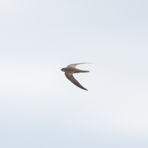 Vencejo pálido (Apus pallidus)