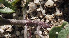 Neogaerrhinum filipes