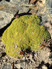 Bolax gummifera