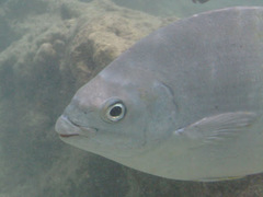 Kyphosus elegans