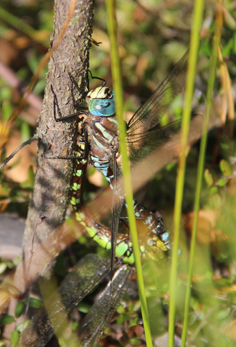 Siberian Hawker