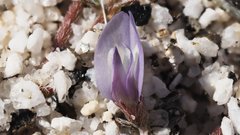 Astragalus nuttallianus cedrosensis