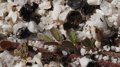 Astragalus nuttallianus cedrosensis