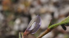 Astragalus nuttallianus cedrosensis