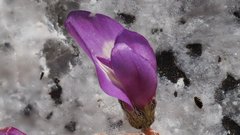 Astragalus nuttallianus cedrosensis