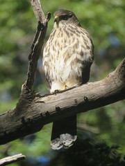 Accipiter chilensis