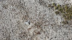 Astragalus nuttallianus cedrosensis