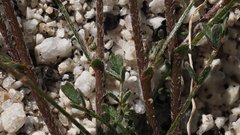 Astragalus nuttallianus cedrosensis