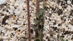 Astragalus nuttallianus cedrosensis