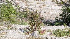 Caulanthus lasiophyllus