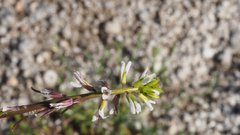 Caulanthus lasiophyllus