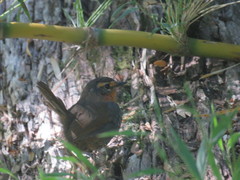 Scelorchilus rubecula