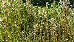 Caulanthus lasiophyllus