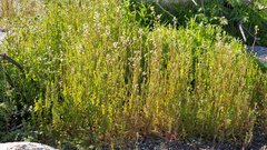 Caulanthus lasiophyllus