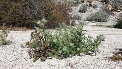 Cryptantha barbigera barbigera