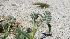Cryptantha barbigera barbigera