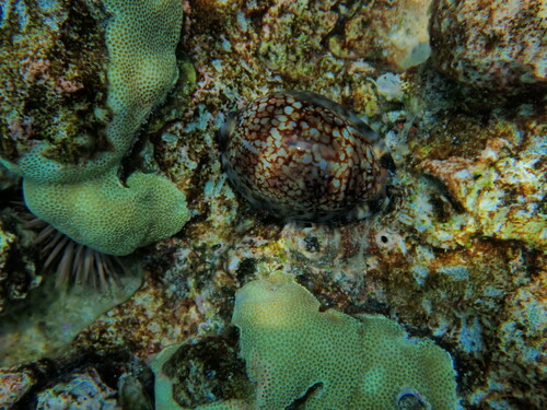 Mauritia maculifera observed 2023-09-14