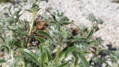 Cryptantha barbigera barbigera