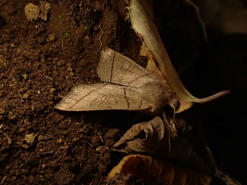 ノコメトガリキリガ