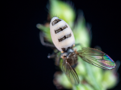 Entomophthora muscae