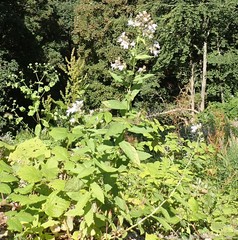 Campanula lactiflora