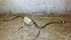 Sinomicrurus macclellandi macclellandi