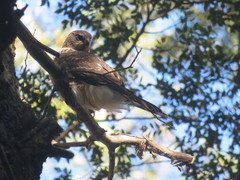 Accipiter chilensis