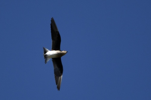 Black-winged Pratincole