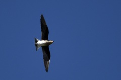 Black-Winged Pratincole photo 3