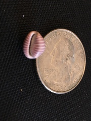 Pseudopusula californiana