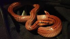 Oreocryptophis porphyraceus vaillanti
