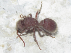 Sphaeropthalma