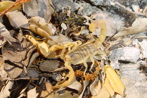 Common Yellow Scorpion, photo 6 of 10