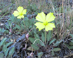 Oenothera brachycarpa