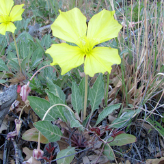 Oenothera brachycarpa