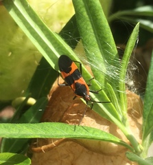 Oncopeltus fasciatus