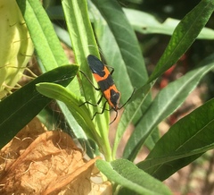 Oncopeltus fasciatus