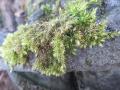 Hypnum resupinatum