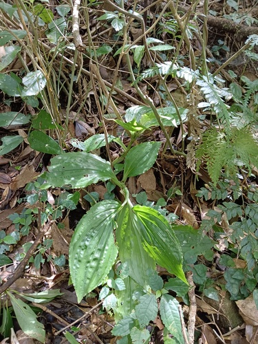 Liparis formosana iNat (2)