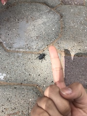 Trachyderma philistina