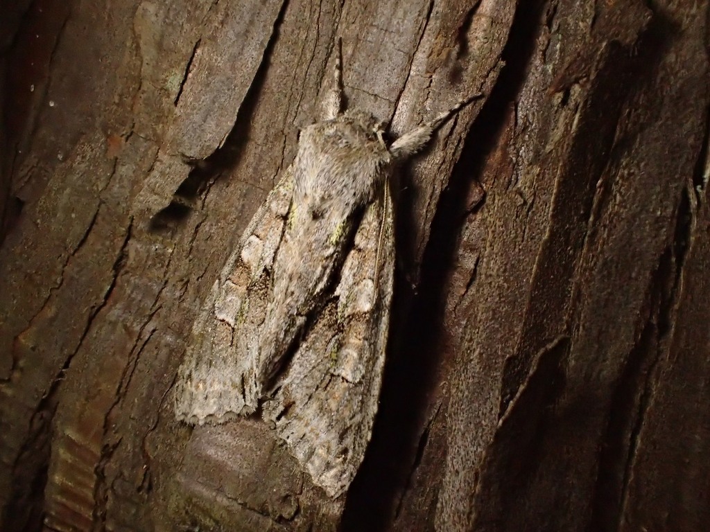 ミドリハガタヨトウ