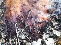 Ichneumon extensorius